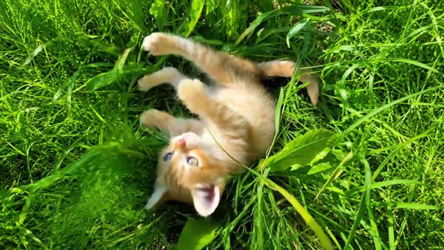Cat rolling on grass AI video example