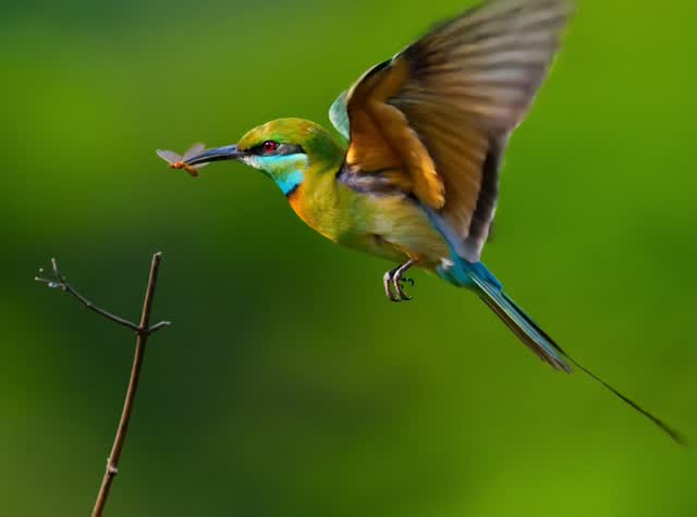 Kingfisher catching a fish AI video example